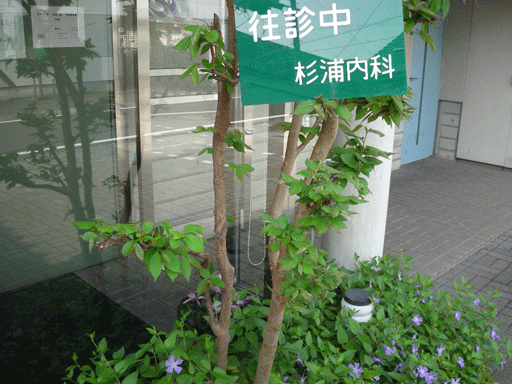 杉浦内科